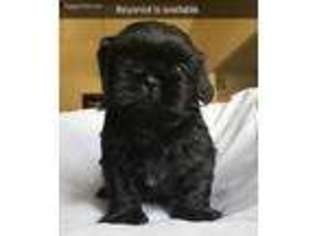 Mutt Puppy for sale in Carson, CA, USA