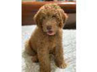 Goldendoodle Puppy for sale in Valencia, CA, USA