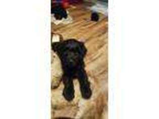 Goldendoodle Puppy for sale in Sparrows Point, MD, USA