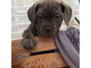 Cane Corso Puppy for sale in Pine City, NY, USA
