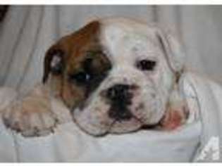 Bulldog Puppy for sale in OLIVEHURST, CA, USA