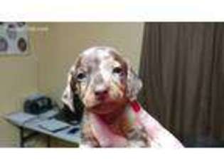 Dachshund Puppy for sale in Topeka, KS, USA