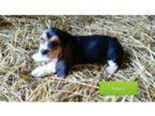 Basset Hound Puppy for sale in Kintyre, ND, USA