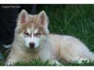 Siberian Husky Puppy for sale in Lyons, MI, USA