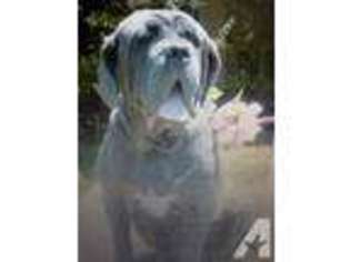 Mastiff Puppy for sale in ASPEN, CO, USA