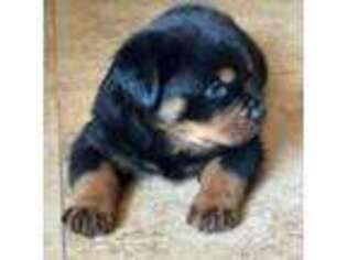 Rottweiler Puppy for sale in Colton, CA, USA