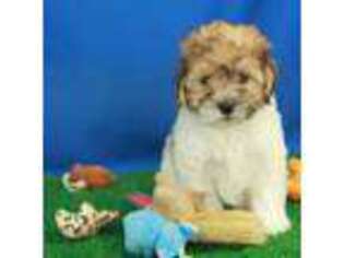 Mutt Puppy for sale in Hickory, NC, USA