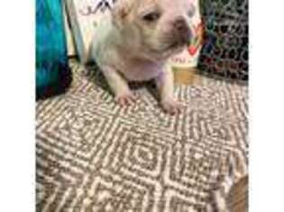 Pug Puppy for sale in Webb City, MO, USA