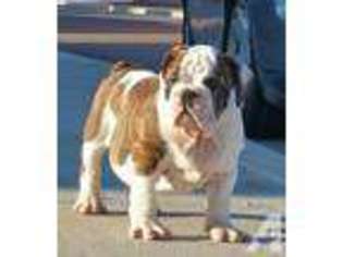 Bulldog Puppy for sale in TONOPAH, AZ, USA