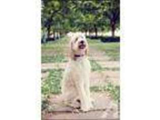 Goldendoodle Puppy for sale in ROLLA, MO, USA