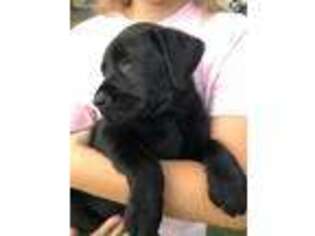 Labrador Retriever Puppy for sale in Strasburg, VA, USA