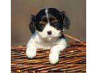 Cavalier King Charles Spaniel Puppy for sale in Montgomery, IN, USA