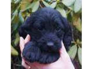 Labradoodle Puppy for sale in North Plains, OR, USA