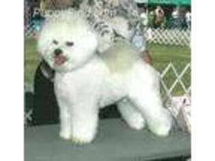 Bichon Frise Puppy for sale in Beckley, WV, USA