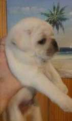 Pug Puppy for sale in Mount Vernon, IL, USA