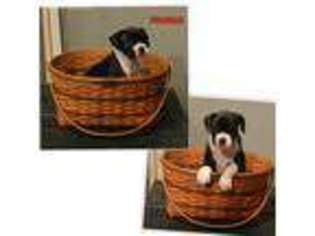 Boxer Puppy for sale in Middleport, OH, USA