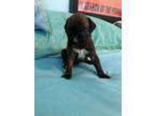 Boxer Puppy for sale in Harrison Township, MI, USA
