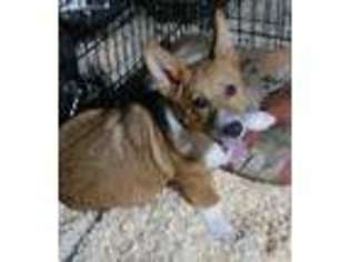 Pembroke Welsh Corgi Puppy for sale in Spotsylvania, VA, USA