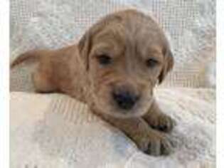 Goldendoodle Puppy for sale in Norfolk, VA, USA