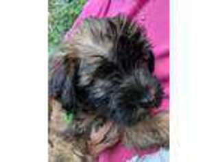 Soft Coated Wheaten Terrier Puppy for sale in Kent, OH, USA