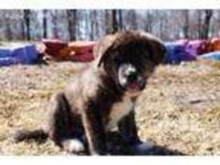 Mutt Puppy for sale in Westernport, MD, USA