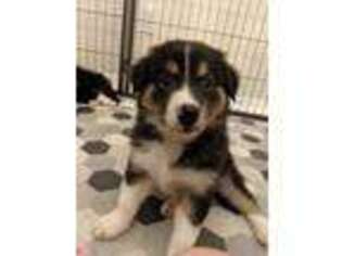 Border Collie Puppy for sale in Port Orange, FL, USA