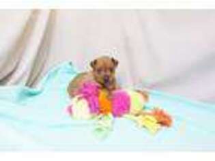 Miniature Pinscher Puppy for sale in West Plains, MO, USA