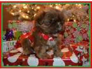 Mutt Puppy for sale in Hicksville, OH, USA