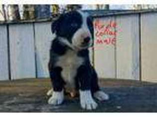 Border Collie Puppy for sale in Prince Frederick, MD, USA