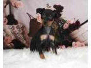 Miniature Pinscher Puppy for sale in Warsaw, IN, USA
