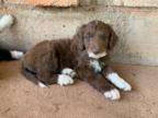 Mutt Puppy for sale in Pinetop, AZ, USA