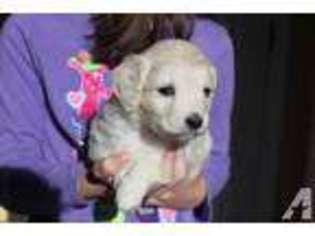 Goldendoodle Puppy for sale in EVANS, GA, USA