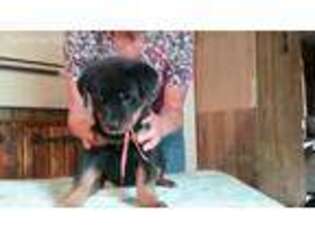 Rottweiler Puppy for sale in Kershaw, SC, USA