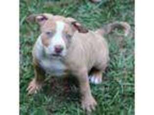 Mutt Puppy for sale in Braxton, MS, USA
