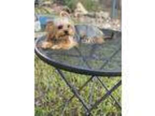 Yorkshire Terrier Puppy for sale in Kyle, TX, USA