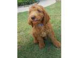 Labradoodle Puppy for sale in Myrtle Beach, SC, USA