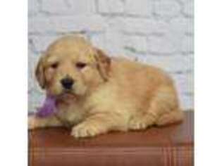 Golden Retriever Puppy for sale in Simpsonville, SC, USA