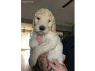 Goldendoodle Puppy for sale in Athens, GA, USA