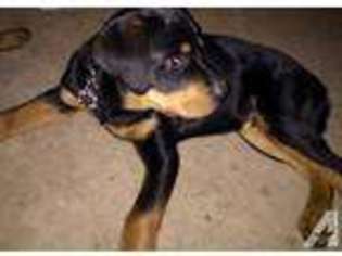 Rottweiler Puppy for sale in AVON, IN, USA