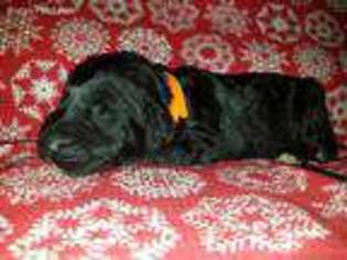 Mutt Puppy for sale in Celina, TX, USA