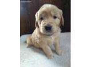 Golden Retriever Puppy for sale in Mifflin, PA, USA