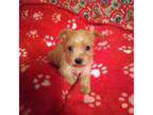 Yorkshire Terrier Puppy for sale in Farmington, MO, USA