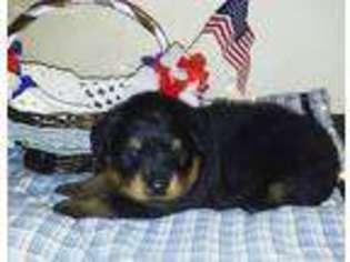 Rottweiler Puppy for sale in Claremore, OK, USA