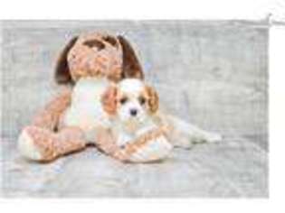 Cavalier King Charles Spaniel Puppy for sale in Columbus, OH, USA