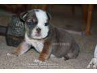 Bulldog Puppy for sale in CULVER CITY, CA, USA