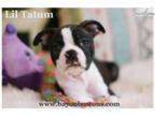 Boston Terrier Puppy for sale in New Orleans, LA, USA