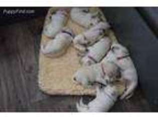 Labrador Retriever Puppy for sale in Shelton, WA, USA