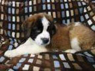 Saint Bernard Puppy for sale in Colby, WI, USA