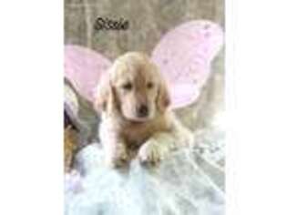 Golden Retriever Puppy for sale in Kalkaska, MI, USA