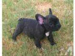 French Bulldog Puppy for sale in PARADISE, TX, USA